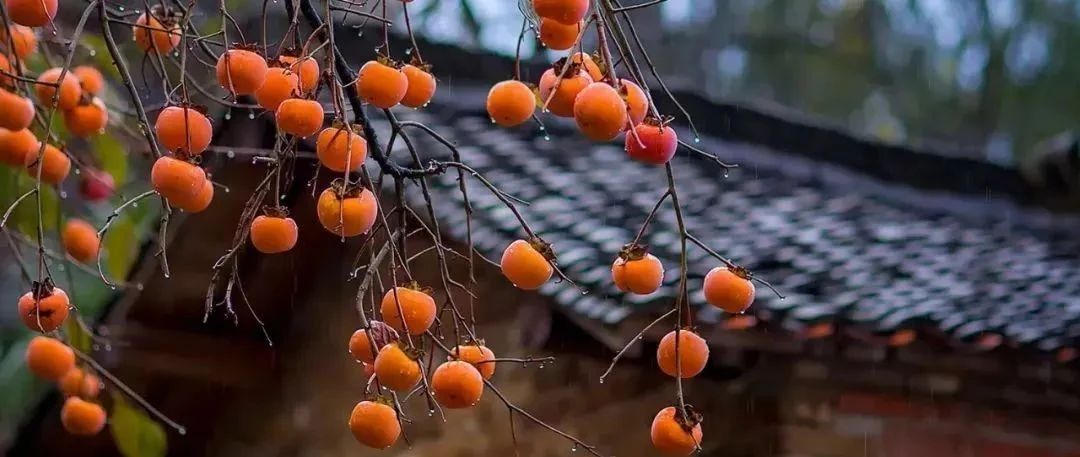 霜降到了，田里的事你知道多少？